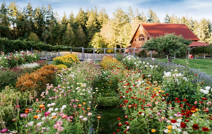 Chef Tad Mitsui of Heyday Farm House