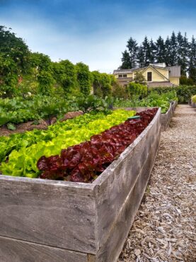 Chef Tad Mitsui of Heyday Farm House