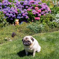 Hansville Garden