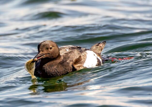A pigeon guillemot surfaces with a starry flounder by Point No Point County Park in Hansville.