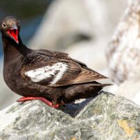 A pigeon guillemot converses with its friends by the Coupeville ferry terminal on Whidbey Island.