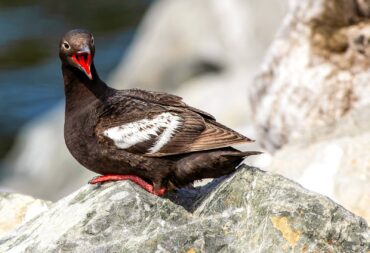 A pigeon guillemot converses with its friends by the Coupeville ferry terminal on Whidbey Island.
