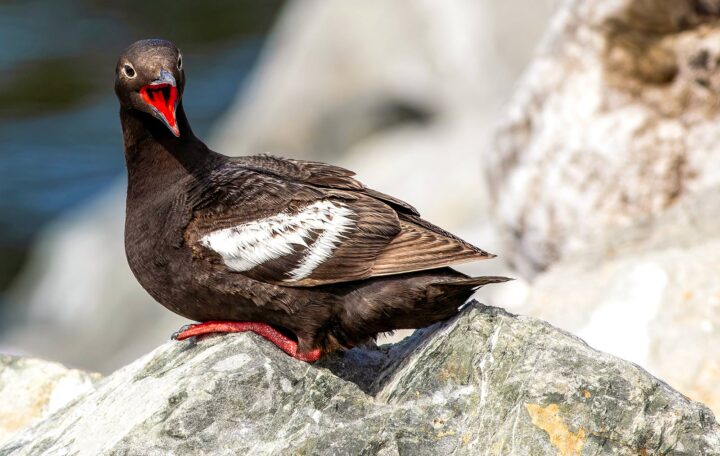 A pigeon guillemot converses with its friends by the Coupeville ferry terminal on Whidbey Island.