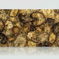 Polished slab of brown petrified wood by Subh Gem Stones