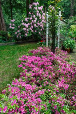Jill and Michael Betts Garden
