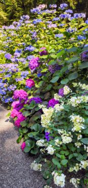 Jill and Michael Betts Garden