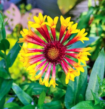 Jill and Michael Betts Garden