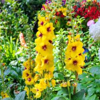 Jill and Michael Betts Garden