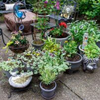 Jill and Michael Betts Garden