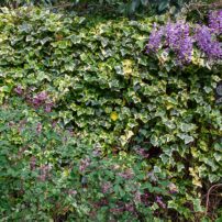 Jill and Michael Betts Garden