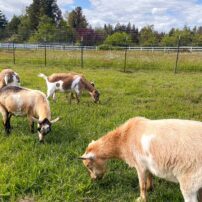 WillaBella Farm