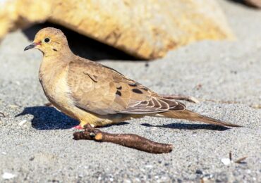 A mourning dove walks along the beach at Point No Point Park in Hansville.