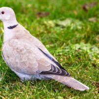 A Eurasian collared-dove forages in a backyard lawn.