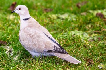 A Eurasian collared-dove forages in a backyard lawn.