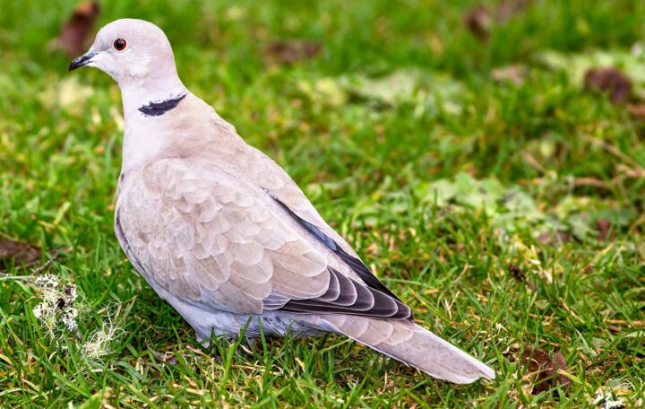 A Eurasian collared-dove forages in a backyard lawn.