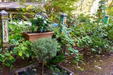 Dortha Murker Shade Garden