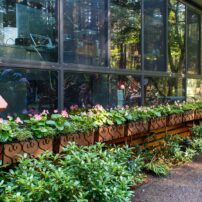 Dortha Murker Shade Garden