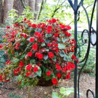 Dortha Murker Shade Garden