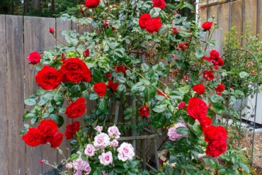 Garden of Dalreen Quyn