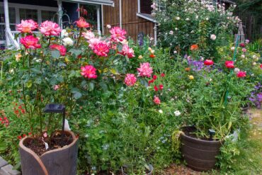 Garden of Dalreen Quyn