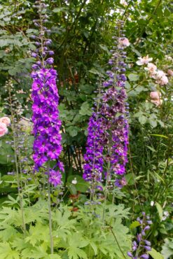 Garden of Dalreen Quyn