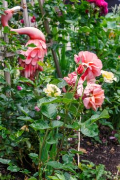 Garden of Dalreen Quyn
