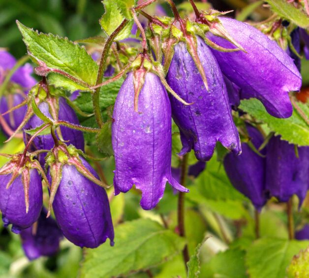 Garden of Dalreen Quyn