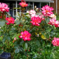 Garden of Dalreen Quyn