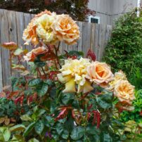 Garden of Dalreen Quyn