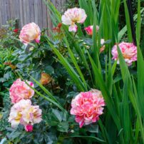 Garden of Dalreen Quyn