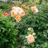 Garden of Dalreen Quyn