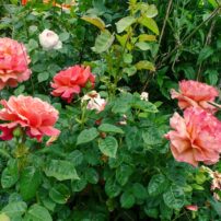 Garden of Dalreen Quyn