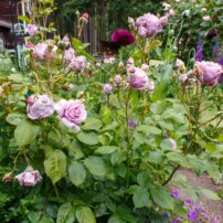 Garden of Dalreen Quyn