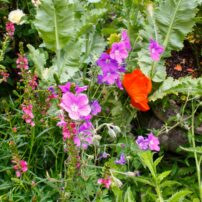 Garden of Dalreen Quyn