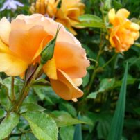 Garden of Dalreen Quyn