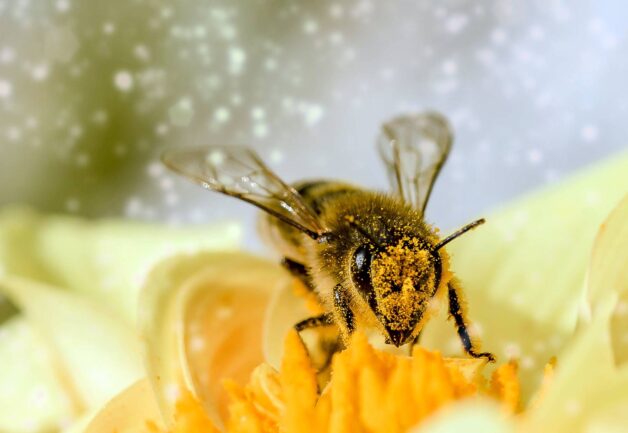honeybee