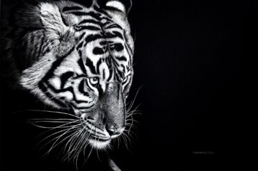 “Bengal Tiger On The Hunt”