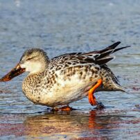 Shovel up Some Fun with a Big-Billed Duck A female northern shoveler walks on a partially frozen pond.