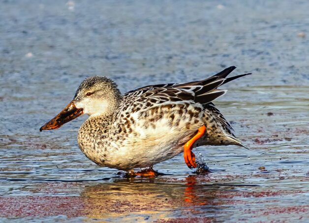 A female northern shoveler walks on a partially frozen pond.