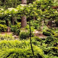 Garden of Raymond and Rosemary Nye