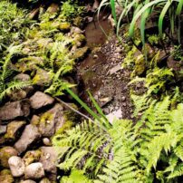 Garden of Raymond and Rosemary Nye