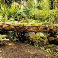 Garden of Raymond and Rosemary Nye