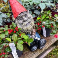 Crazy Hill Garden & Botanicals