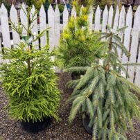 Crazy Hill Garden & Botanicals