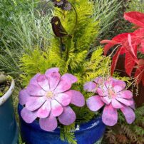 Crazy Hill Garden & Botanicals