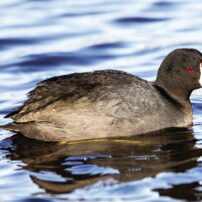 An American coot on the water resembles a swimming chicken.