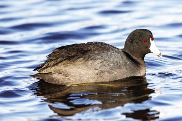 An American coot on the water resembles a swimming chicken.