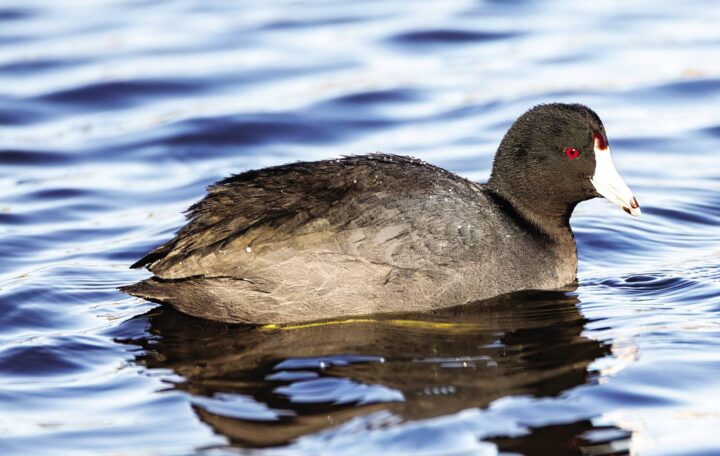 An American coot on the water resembles a swimming chicken.