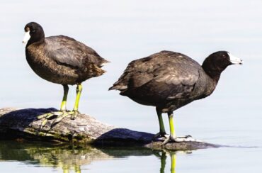 American coots on a log show their unique feet with long, lobed toes.