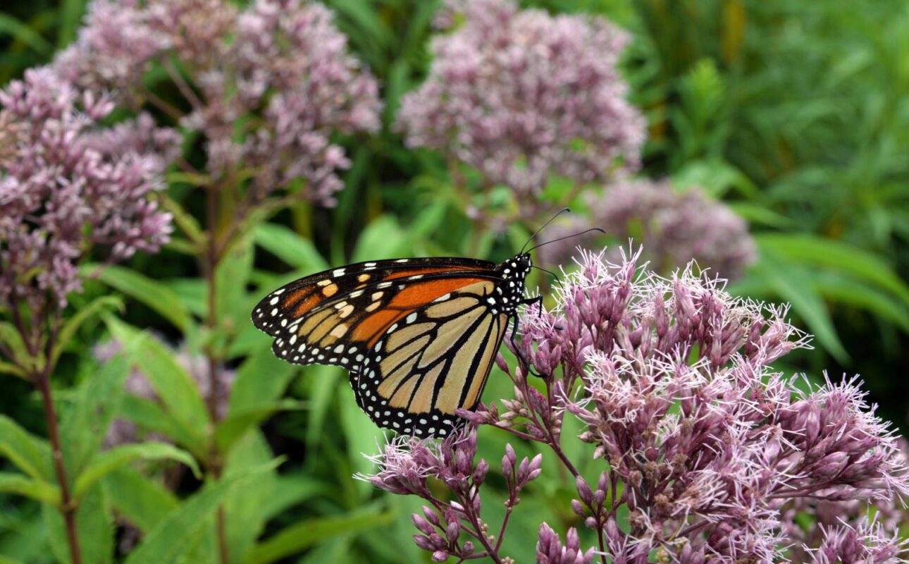 (Photo courtesy of Laura Ockel via Unsplash)